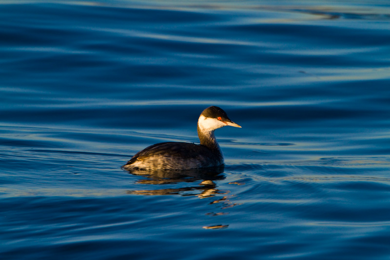 Horned Grebe